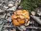 Téli fülőke (Flammulina velutipes), Budai-hegység